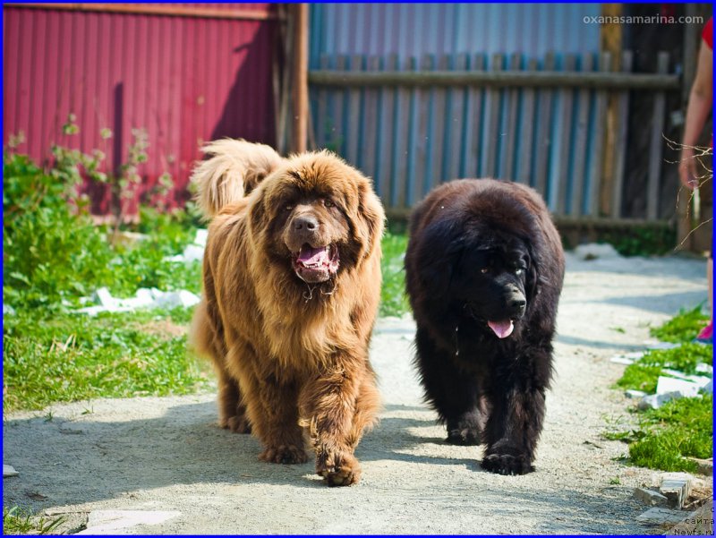 Фото: ньюфаундленд Браунблад МСК Хаким Голд Хайдар (Brownblood MSK Hakim Gold Haydar)