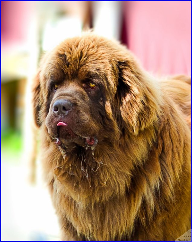 Фото: ньюфаундленд Браунблад МСК Хаким Голд Хайдар (Brownblood MSK Hakim Gold Haydar)