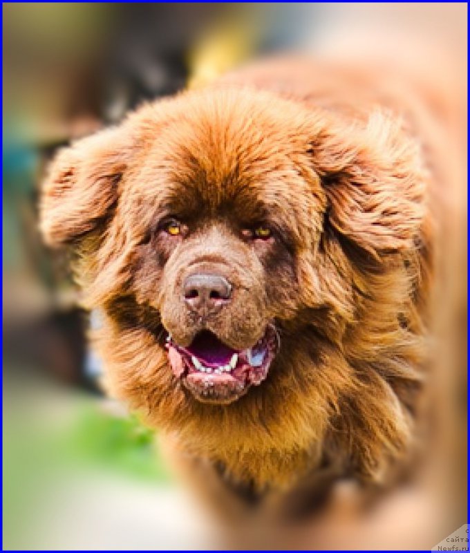 Фото: ньюфаундленд Браунблад МСК Хаким Голд Хайдар (Brownblood MSK Hakim Gold Haydar)