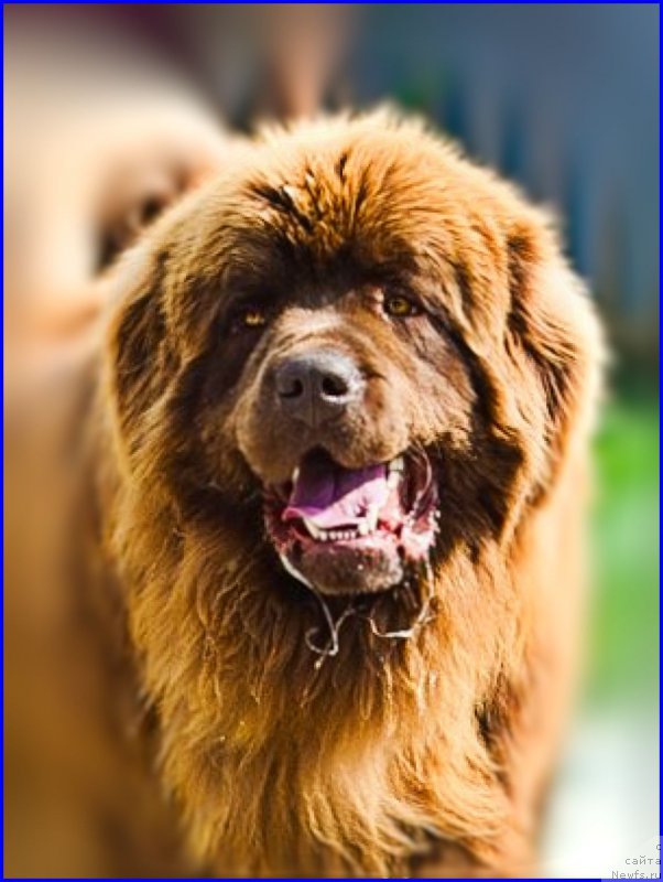 Фото: ньюфаундленд Браунблад МСК Хаким Голд Хайдар (Brownblood MSK Hakim Gold Haydar)