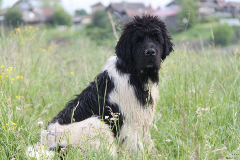 Фото: ньюфаундленд Oukaya Forever Le Grand Ami for-Akvian Song