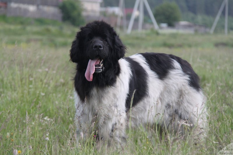 Фото: ньюфаундленд Плюшевая Панда Ла Белла