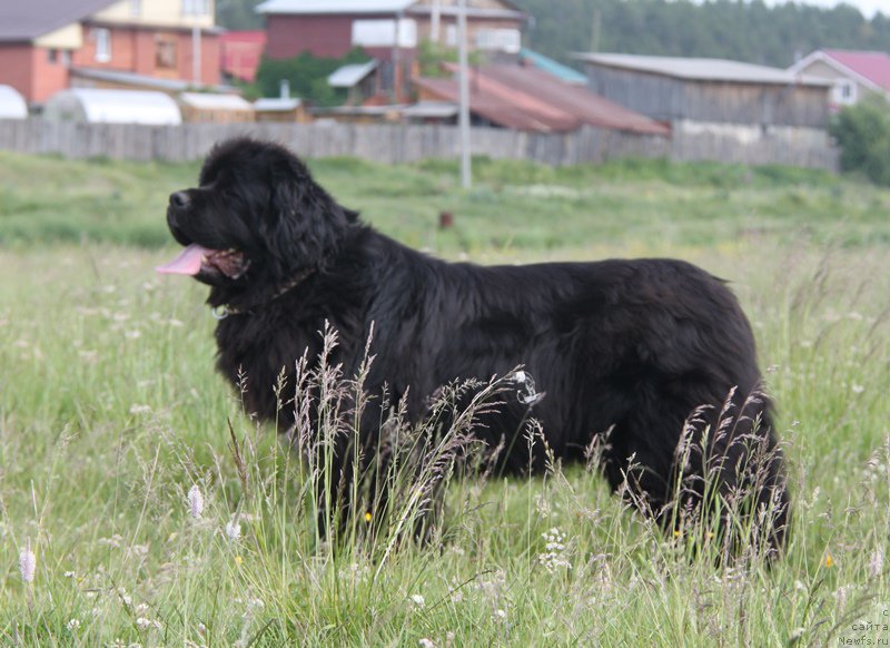 Фото: ньюфаундленд Аквиан Сонг Лаватера (Akvian Song Lavatera)