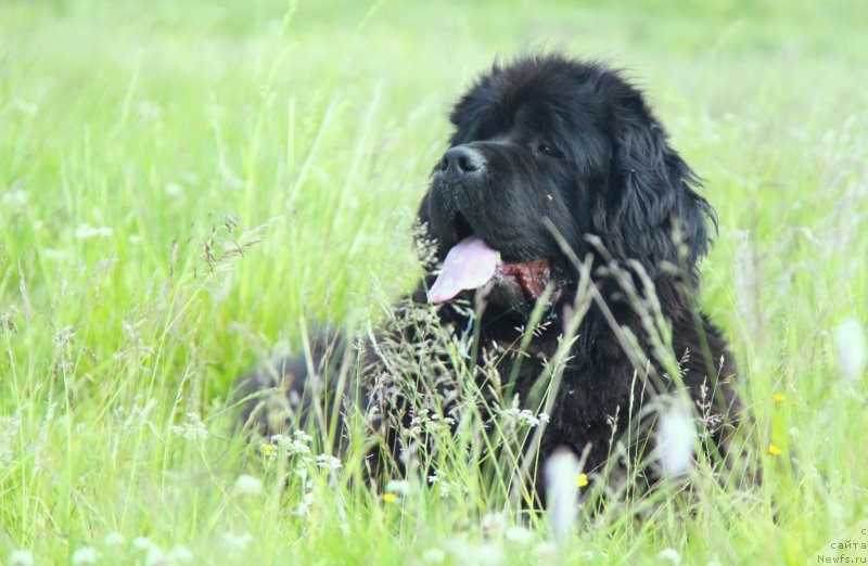 Фото: ньюфаундленд Аквиан Сонг Лаватера (Akvian Song Lavatera)