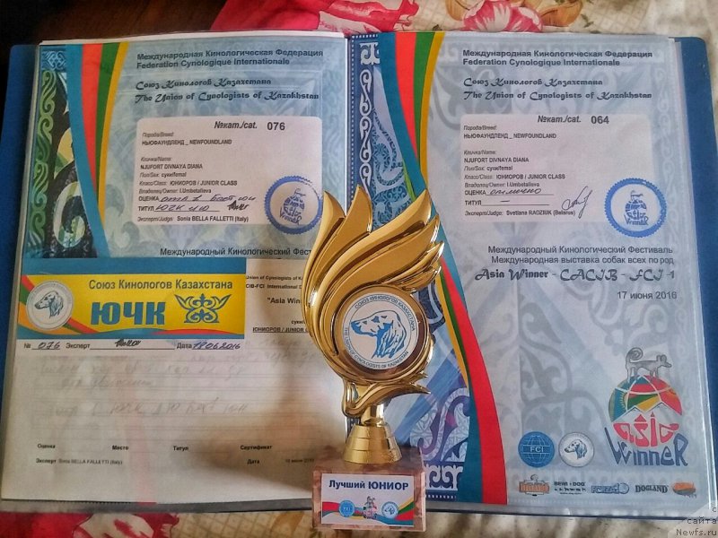 Фото: ньюфаундленд Ньюфорт Дивная Диана