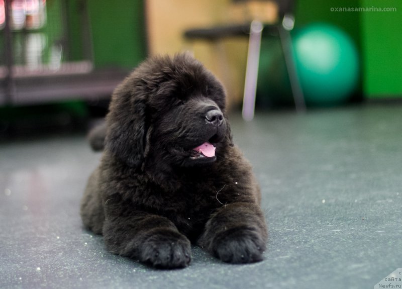 Фото: ньюфаундленд Браунблад МСК Хаким Голд Хайдар (Brownblood MSK Hakim Gold Haydar)