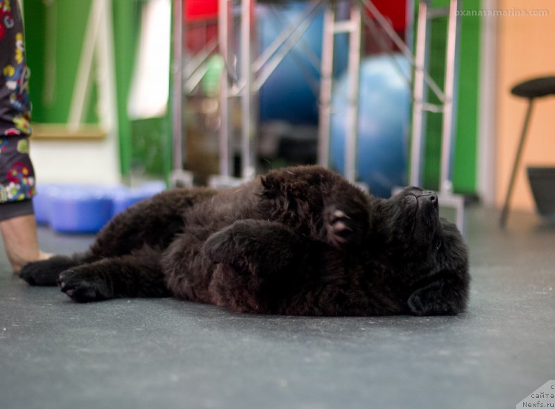 Фото: ньюфаундленд Браунблад МСК Валия Хьюн