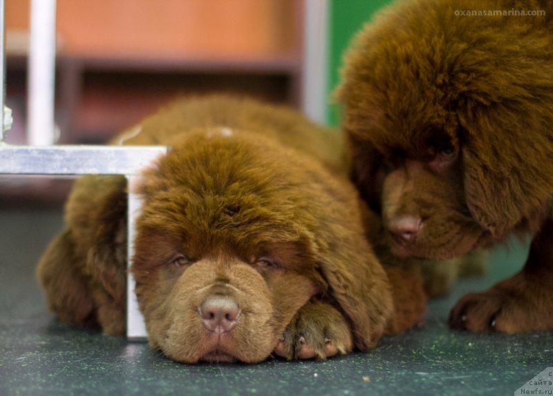 Фото: ньюфаундленд Браунблад МСК Викки Аллан (Brownblood MSK Vikki Allan)