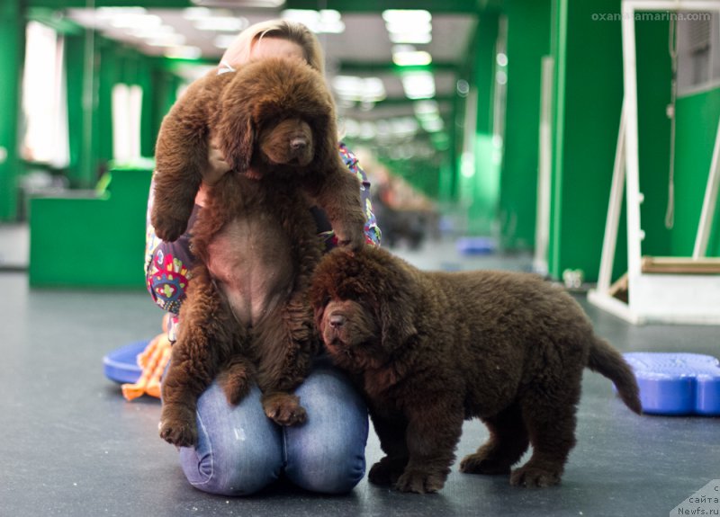 Фото: ньюфаундленд Браунблад МСК Викки Аллан (Brownblood MSK Vikki Allan)