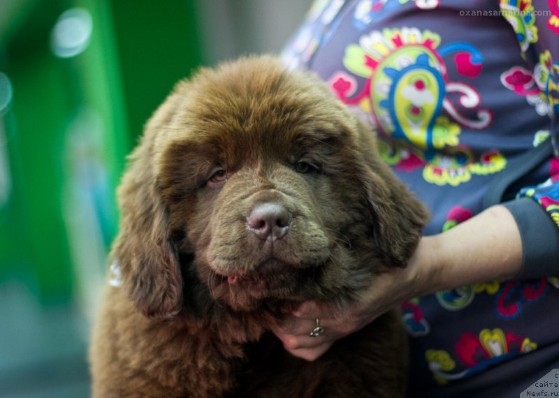 Фото: ньюфаундленд Браунблад МСК Викки Аллан (Brownblood MSK Vikki Allan)