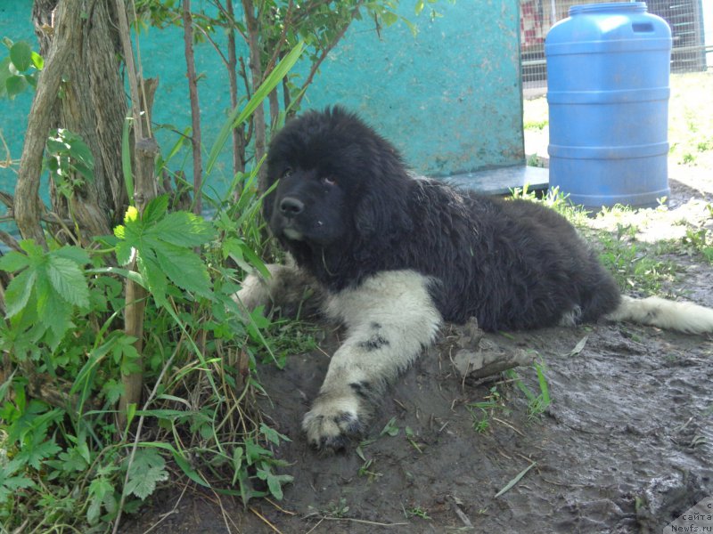 Фото: ньюфаундленд Селин Дион
