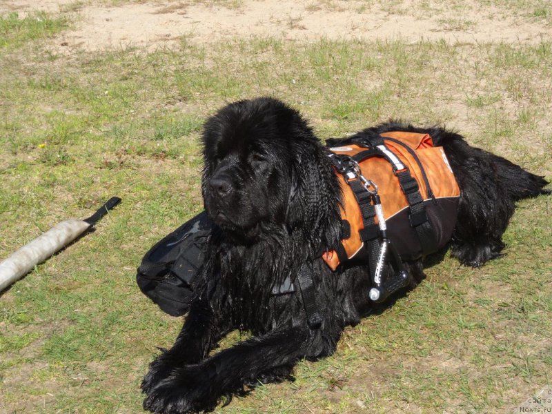 Фотография № 209093