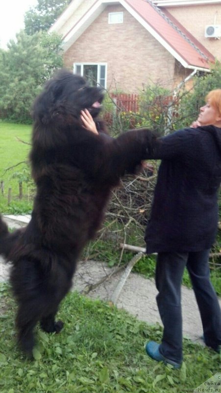 Фото: ньюфаундленд Моя Стихия Императрица Мария