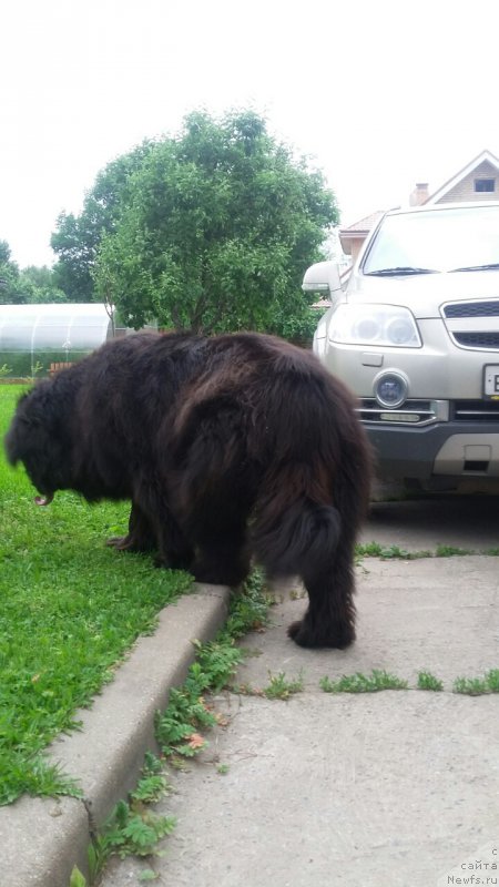 Фото: ньюфаундленд Моя Стихия Императрица Мария