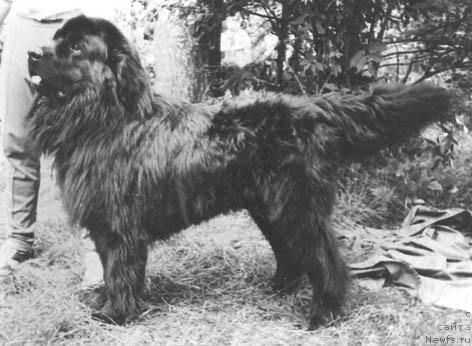 Фото: ньюфаундленд Чиммерс Цет Вольф