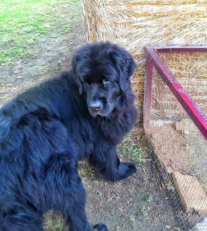 Фото: ньюфаундленд Ньюфорт Дивная Диана