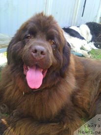 Фото: ньюфаундленд Ньюфорт Ворожея