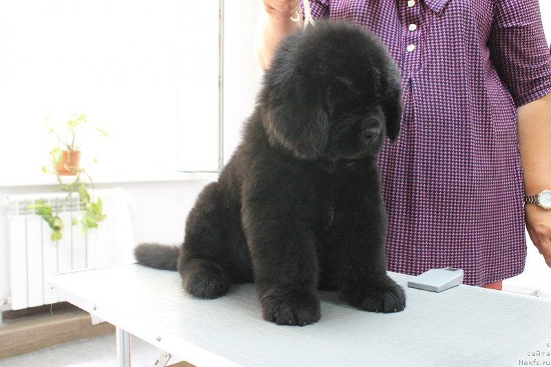 Фотография № 209114