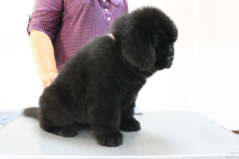 Фотография № 209115