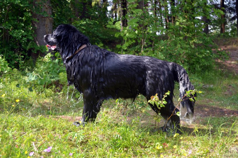 Фото: ньюфаундленд Питерньюф Идеас Фор Лифе (Piternyuf Ideas For Life)