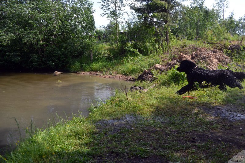 Фото: ньюфаундленд Питерньюф Идеас Фор Лифе (Piternyuf Ideas For Life)
