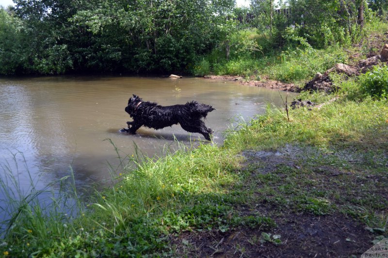 Фото: ньюфаундленд Питерньюф Идеас Фор Лифе (Piternyuf Ideas For Life)