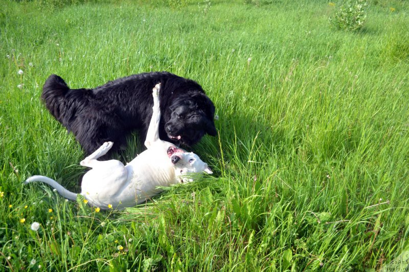 Фото: ньюфаундленд Питерньюф Идеас Фор Лифе (Piternyuf Ideas For Life), Дейнерис