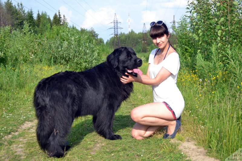 Фото: ньюфаундленд Питерньюф Идеас Фор Лифе (Piternyuf Ideas For Life), Зарина Лубкова