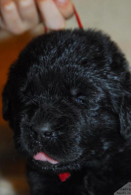 Фото: ньюфаундленд Сент Джонс Романсе оф Лав (Sent Djons Romance of Love)