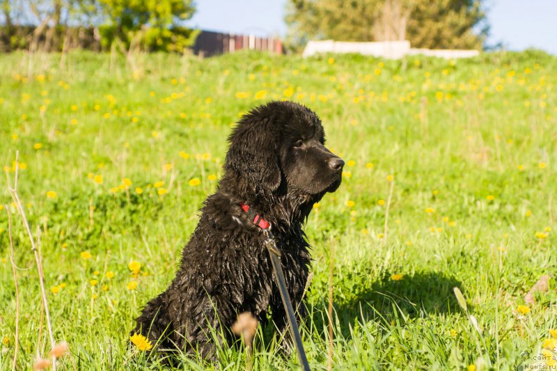 Фото: ньюфаундленд Селена Манолла Бланка