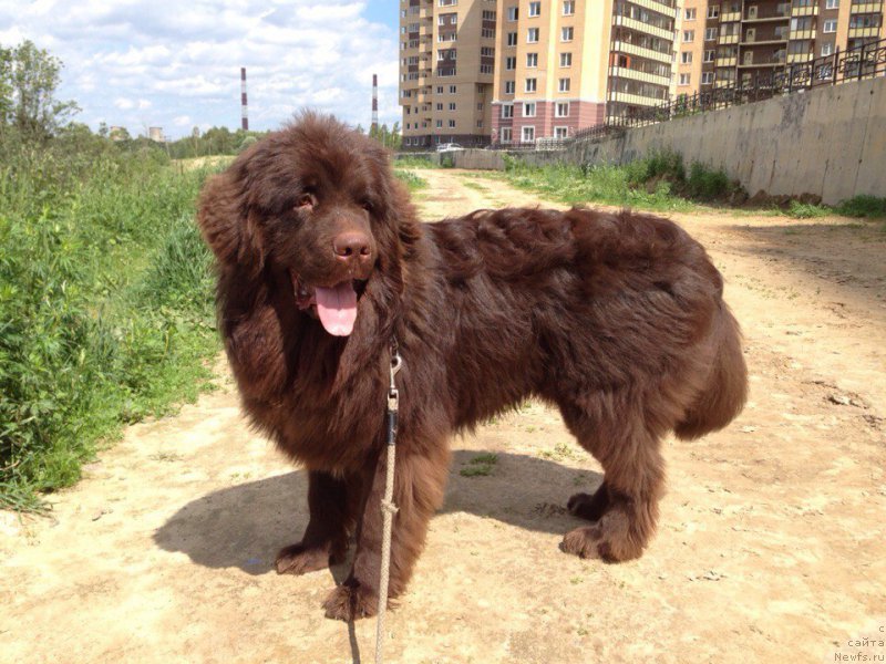 Фото: ньюфаундленд Альфа Дар Окса Виват