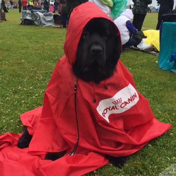 Фото: ньюфаундленд Love Inside Your Soul Moon Bear