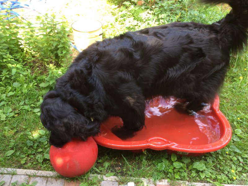 Фото: ньюфаундленд Бонни Флайт