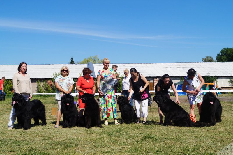 Фото: ньюфаундленд Угрюм Река Из Тихого Омута (Ugryum Reka iz Tihogo Omuta), ньюфаундленд Браунблад МСК Хелфи Бэст Армани (Brownblood MSK Helfi Best Armani), ньюфаундленд Браунблад МСК Харрикейн Хиггенс (Brownblood MSK Harricane Higgins)