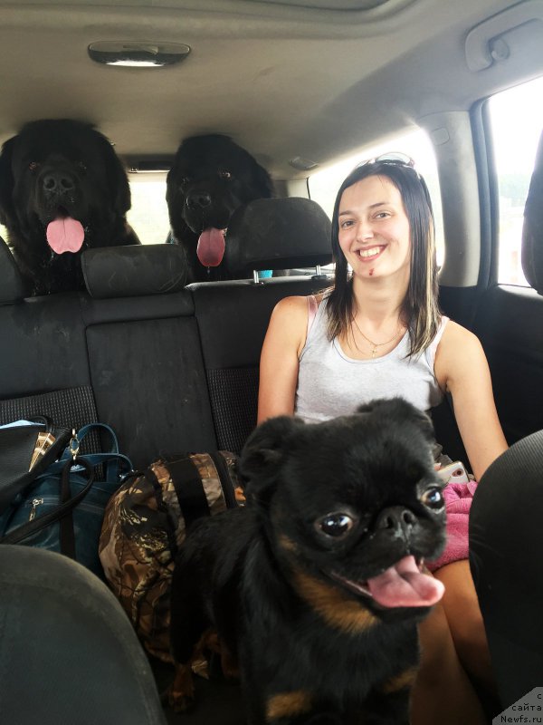 Фото: ньюфаундленд Браунблад МСК Харрикейн Хиггенс (Brownblood MSK Harricane Higgins), ньюфаундленд Браунблад МСК Хелфи Бэст Армани (Brownblood MSK Helfi Best Armani), Джодик