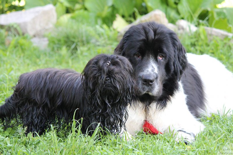 Фото: ньюфаундленд Сент Джонс Исида