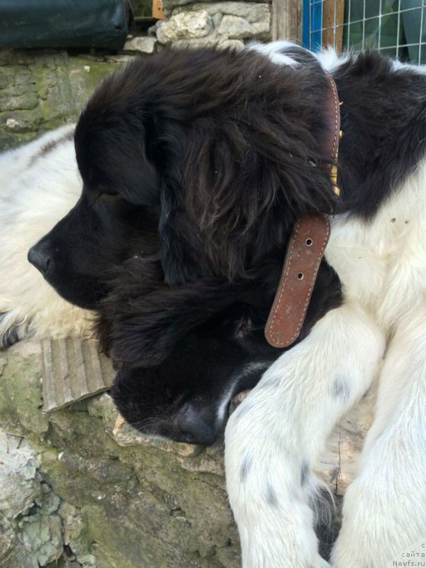 Фото: ньюфаундленд Бенджамин от Карельских Медведей