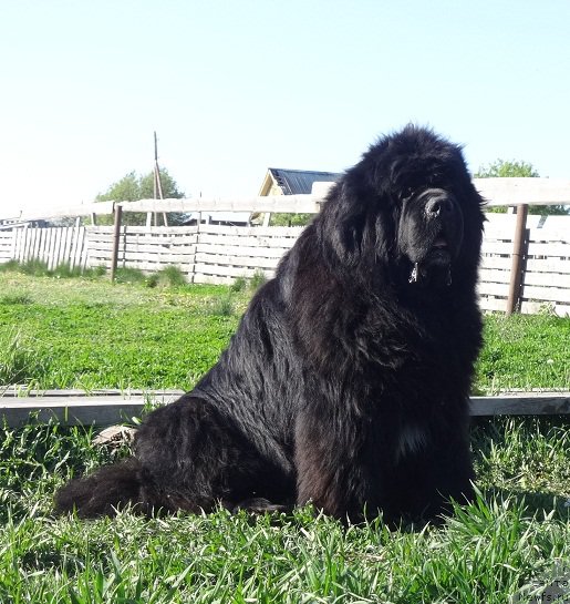 Фото: ньюфаундленд King of Helluland I'm Precious