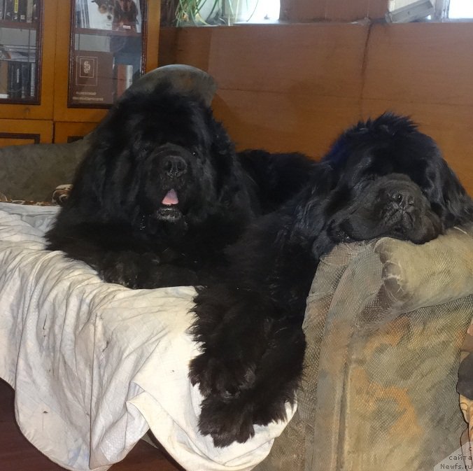 Фото: ньюфаундленд King of Helluland I'm Precious, ньюфаундленд Ньюфорт Царица Ночи