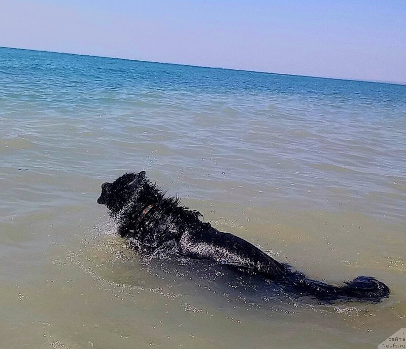 Фото: ньюфаундленд Ньюфорт Дивная Диана, ньюфаундленд Ньюфорт Дивная Диана