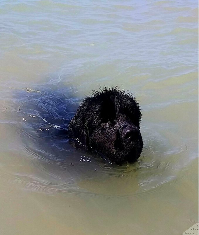 Фото: ньюфаундленд Ньюфорт Дивная Диана