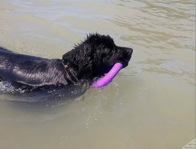 Фото: ньюфаундленд Ньюфорт Дивная Диана