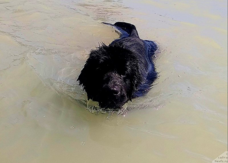 Фото: ньюфаундленд Ньюфорт Дивная Диана