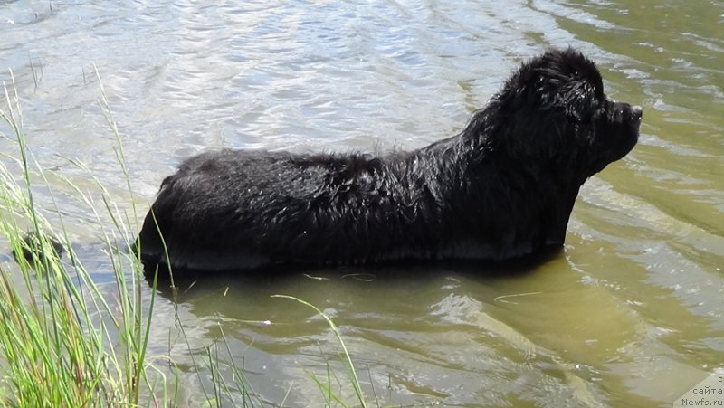 Фото: ньюфаундленд Сент Джонс Оптимус Прайм (Sent Djons Optimus Prime)