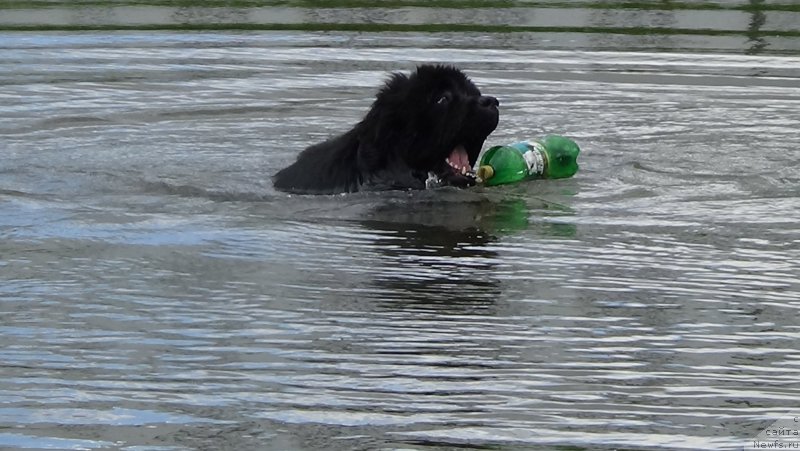 Фото: ньюфаундленд Сент Джонс Оптимус Прайм (Sent Djons Optimus Prime)