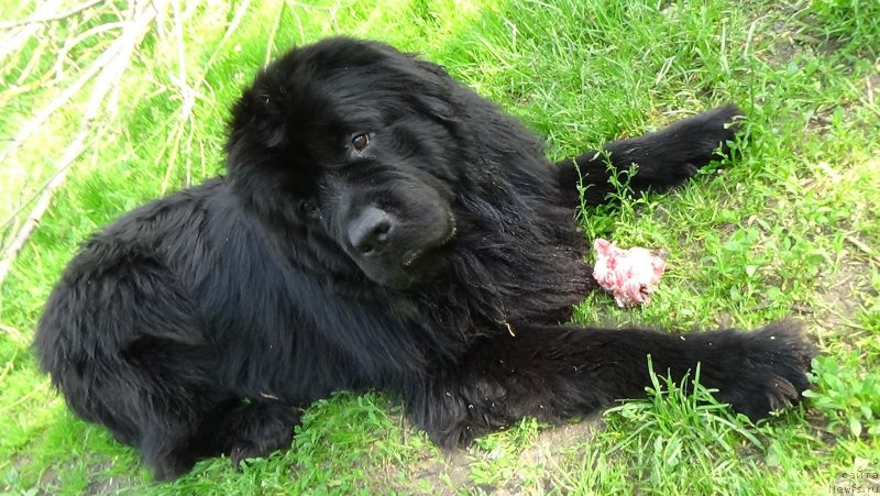 Фото: ньюфаундленд Сент Джонс Оптимус Прайм (Sent Djons Optimus Prime)