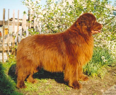 Фото: ньюфаундленд Eben vom Kaninchenberg