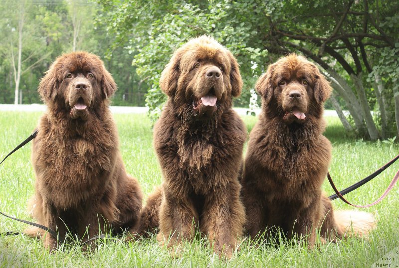Фото: ньюфаундленд Браунблад МСК Жанара Хайя (Brownblood MSK Zhanara Haya), ньюфаундленд Чарли Де Бест Хелфи Пэл (Charli The Best Helfi Pel), ньюфаундленд Наоми Таголири фор Браунблад (Naomi Tagoliri for Brouwnblood)
