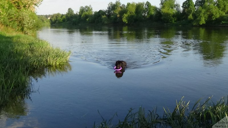 Фото: ньюфаундленд Сент Джонс Оптимус Прайм (Sent Djons Optimus Prime)