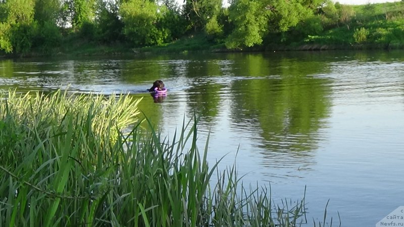 Фото: ньюфаундленд Сент Джонс Оптимус Прайм (Sent Djons Optimus Prime)